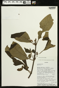 Besleria pauciflora image