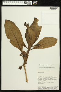 Paradrymonia longifolia image