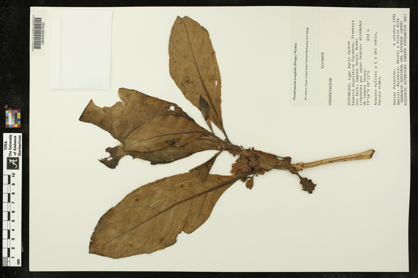 Paradrymonia longifolia image