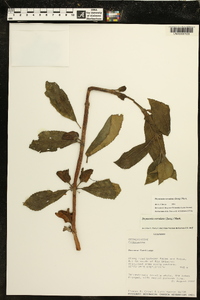 Drymonia serrulata image