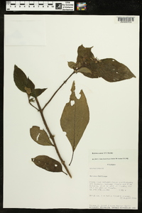 Besleria comosa image