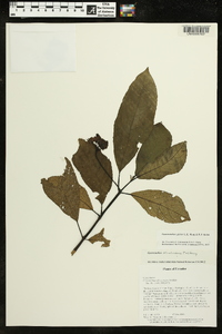 Media resource of Gasteranthus glaber
