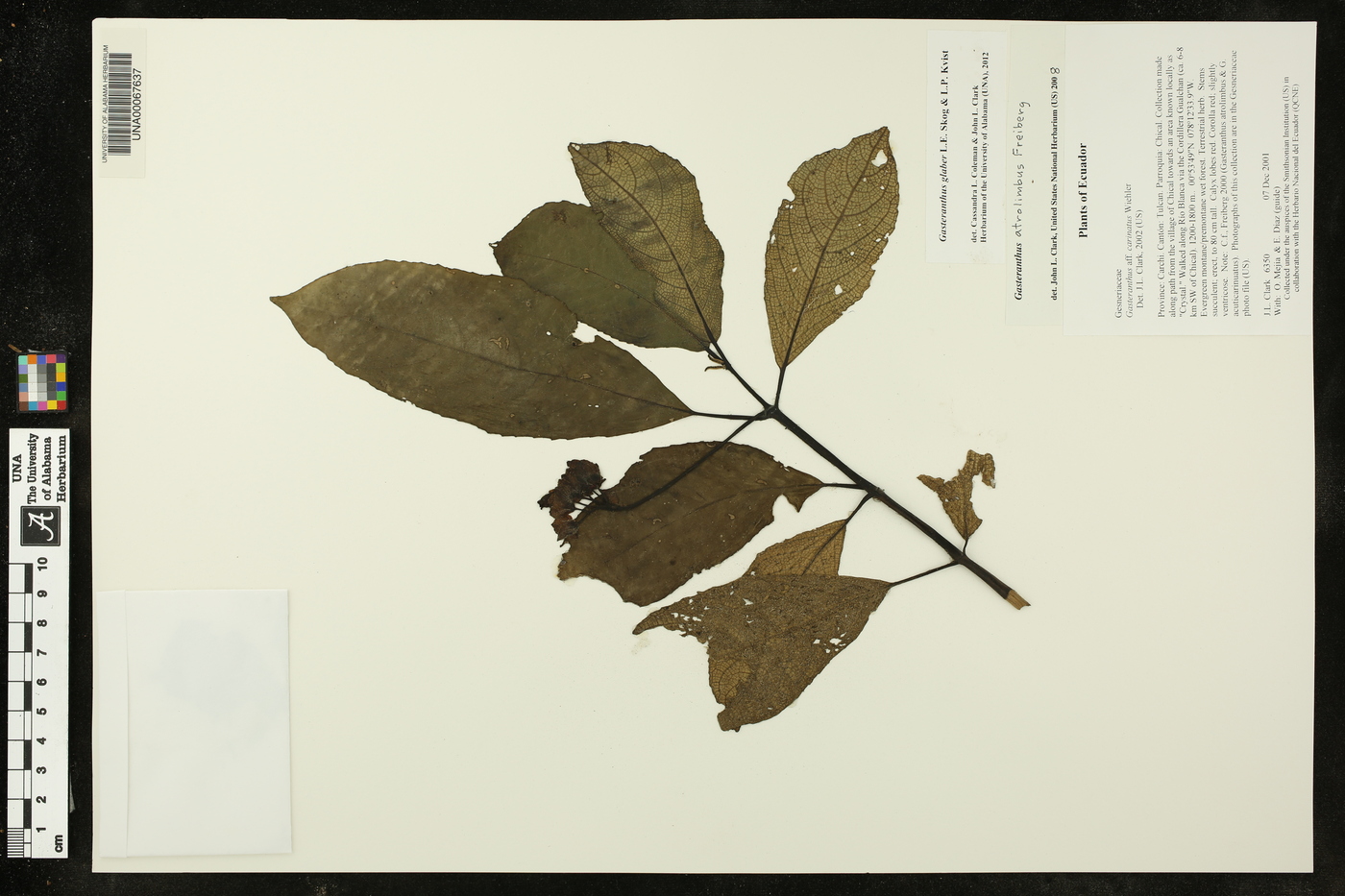 Gasteranthus glaber image