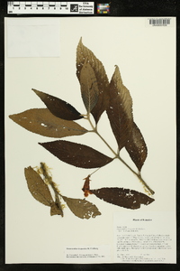 Media resource of Gasteranthus leopardus