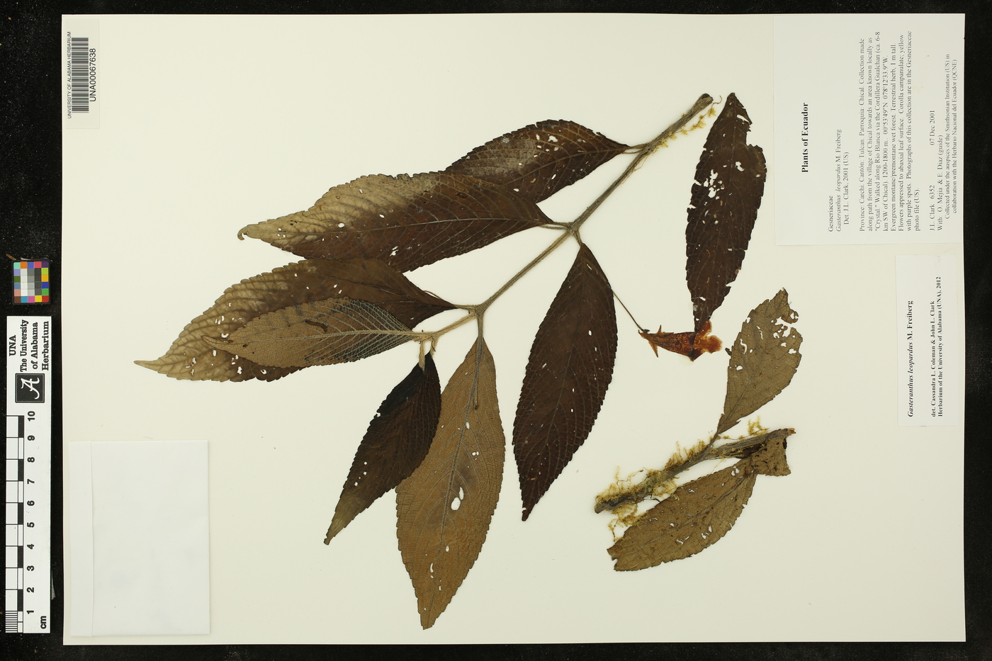 Gasteranthus leopardus image