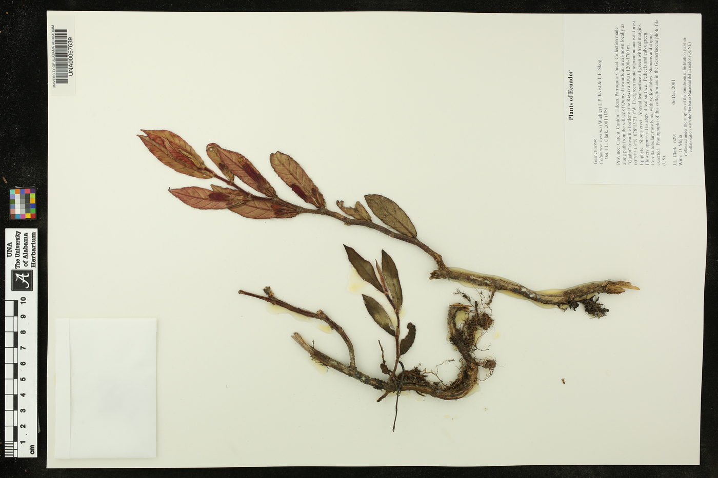 Columnea byrsina image