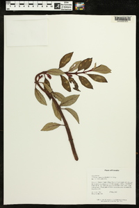 Columnea angustata image