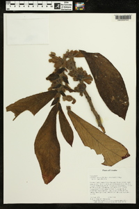 Columnea eburnea image