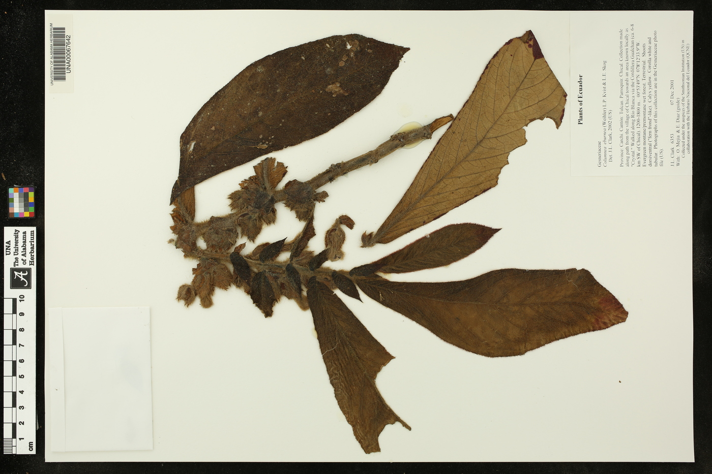 Columnea eburnea image
