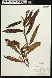 Columnea guttata image