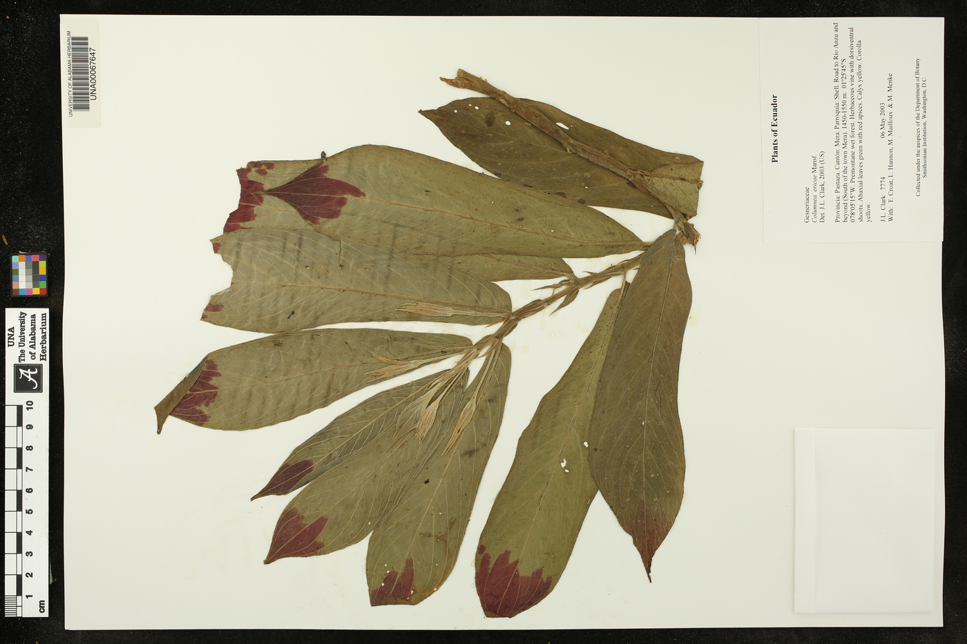 Columnea ericae image