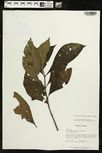 Gasteranthus wendlandianus image