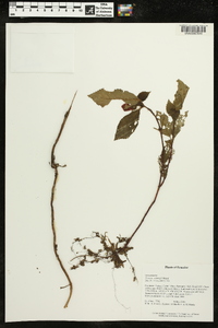 Pearcea schimpfii image