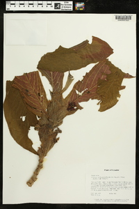 Columnea medicinalis image