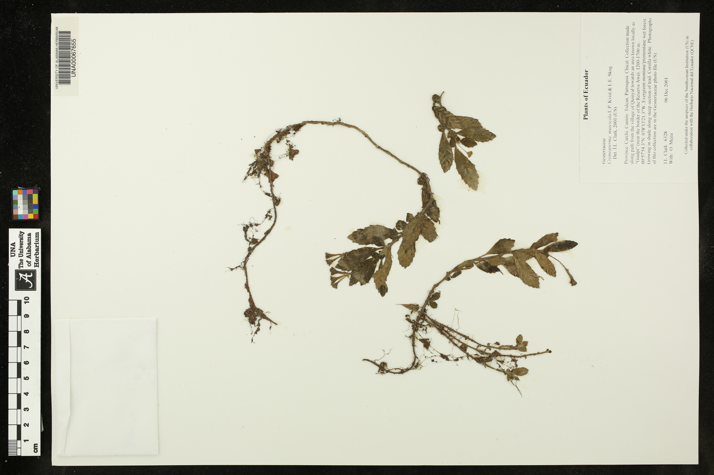 Cremosperma muscicola image