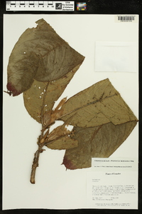 Columnea medicinalis image