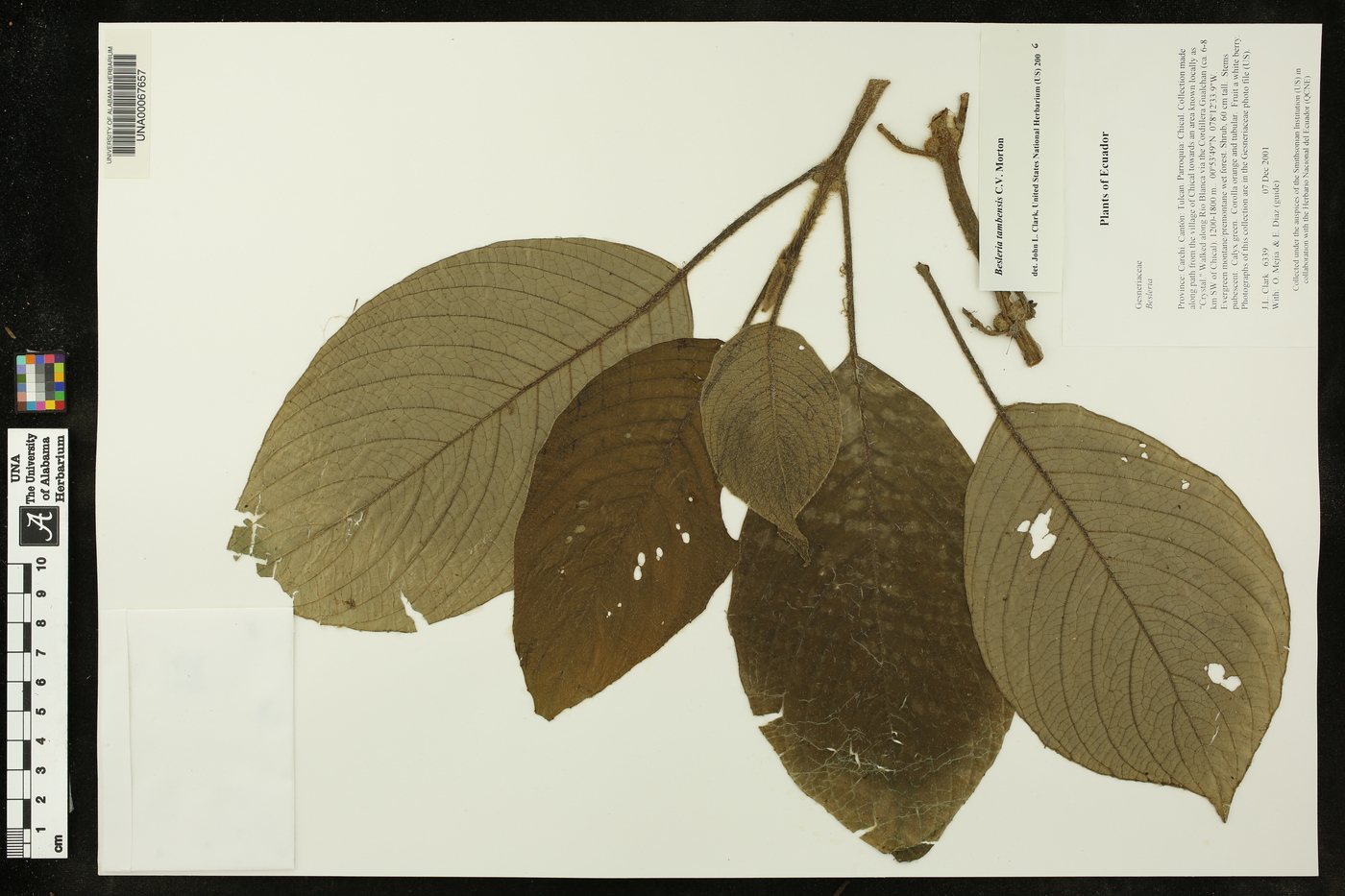 Besleria tambensis image