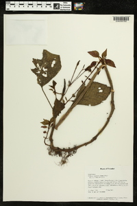 Kohleria inaequalis image