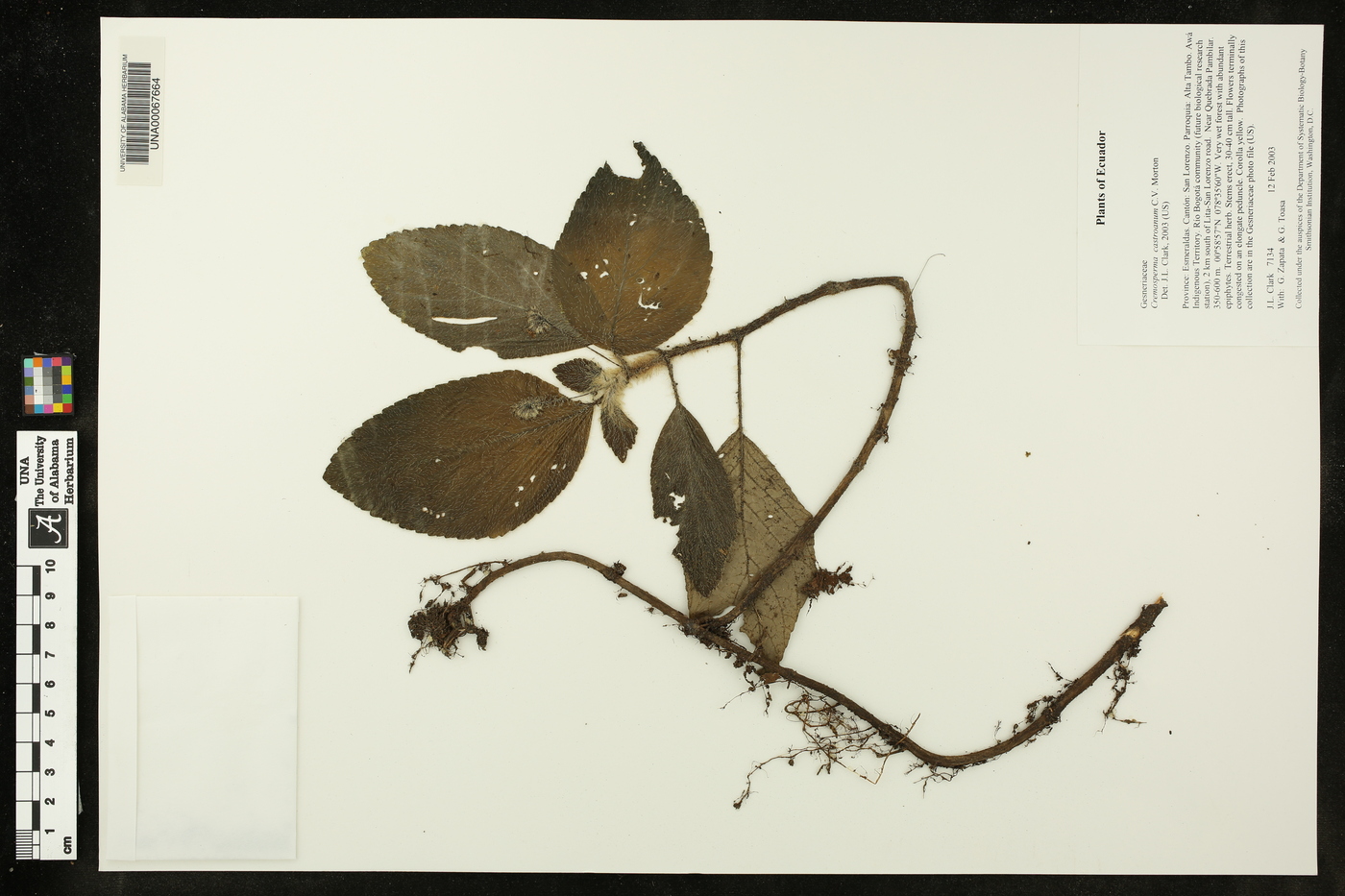 Cremosperma castroanum image
