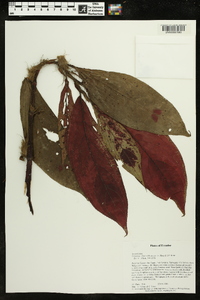 Columnea filifera image