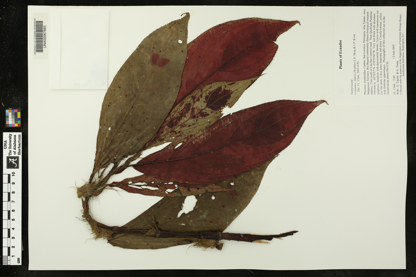Columnea filifera image