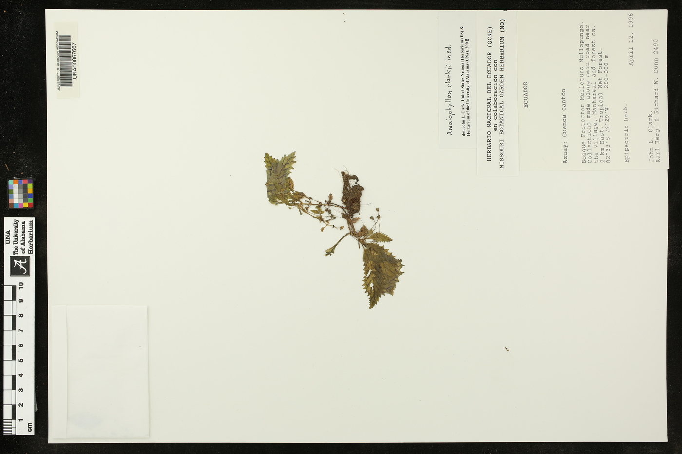 Amalophyllon clarkii image