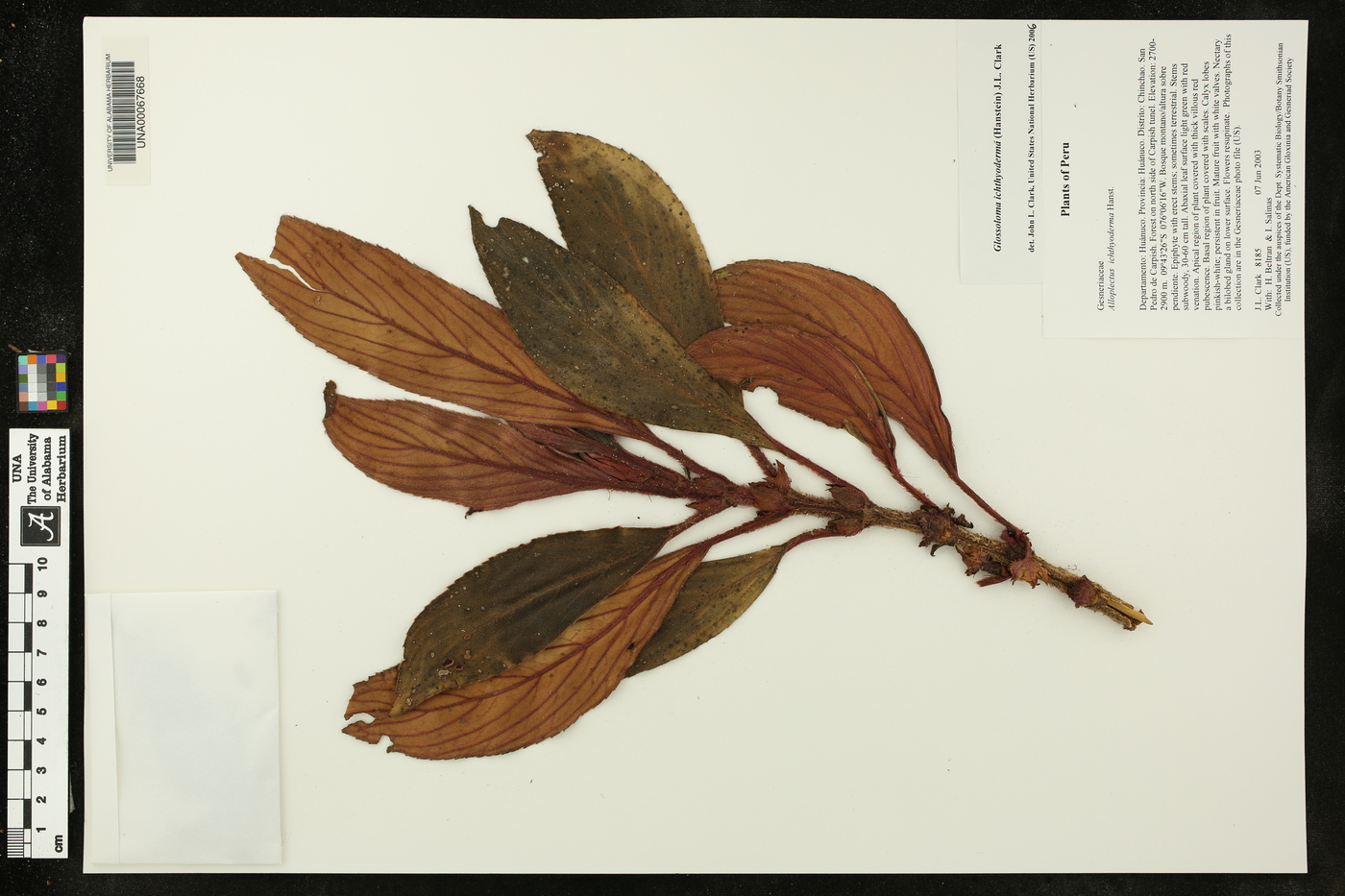 Glossoloma ichthyoderma image