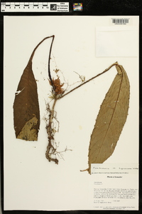 Media resource of Paradrymonia fuquaiana