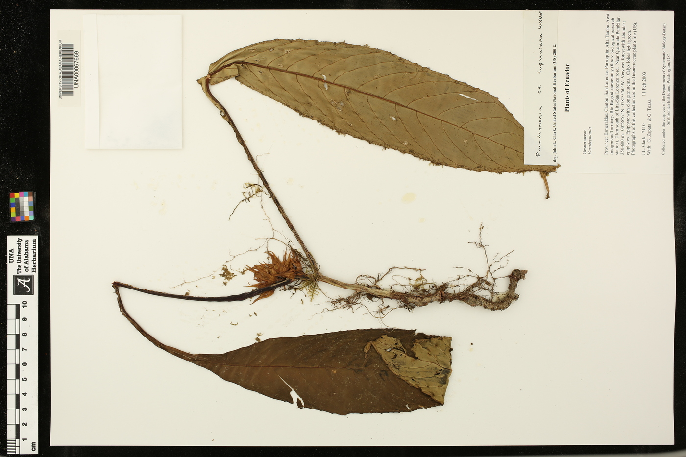 Paradrymonia fuquaiana image