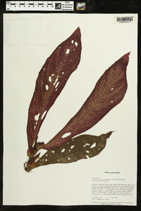 Columnea rubriacuta image