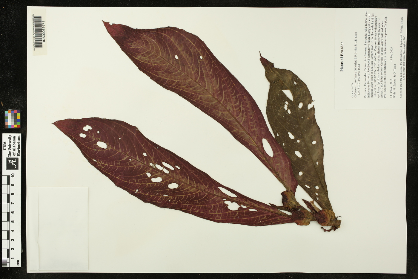 Columnea rubriacuta image