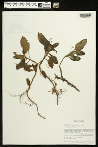 Image of Cremosperma humidum