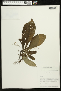 Napeanthus andinus image