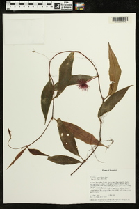 Columnea minor image