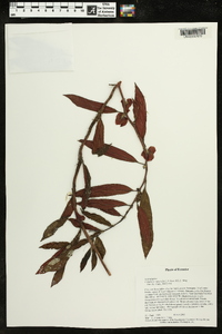 Columnea rubricalyx image