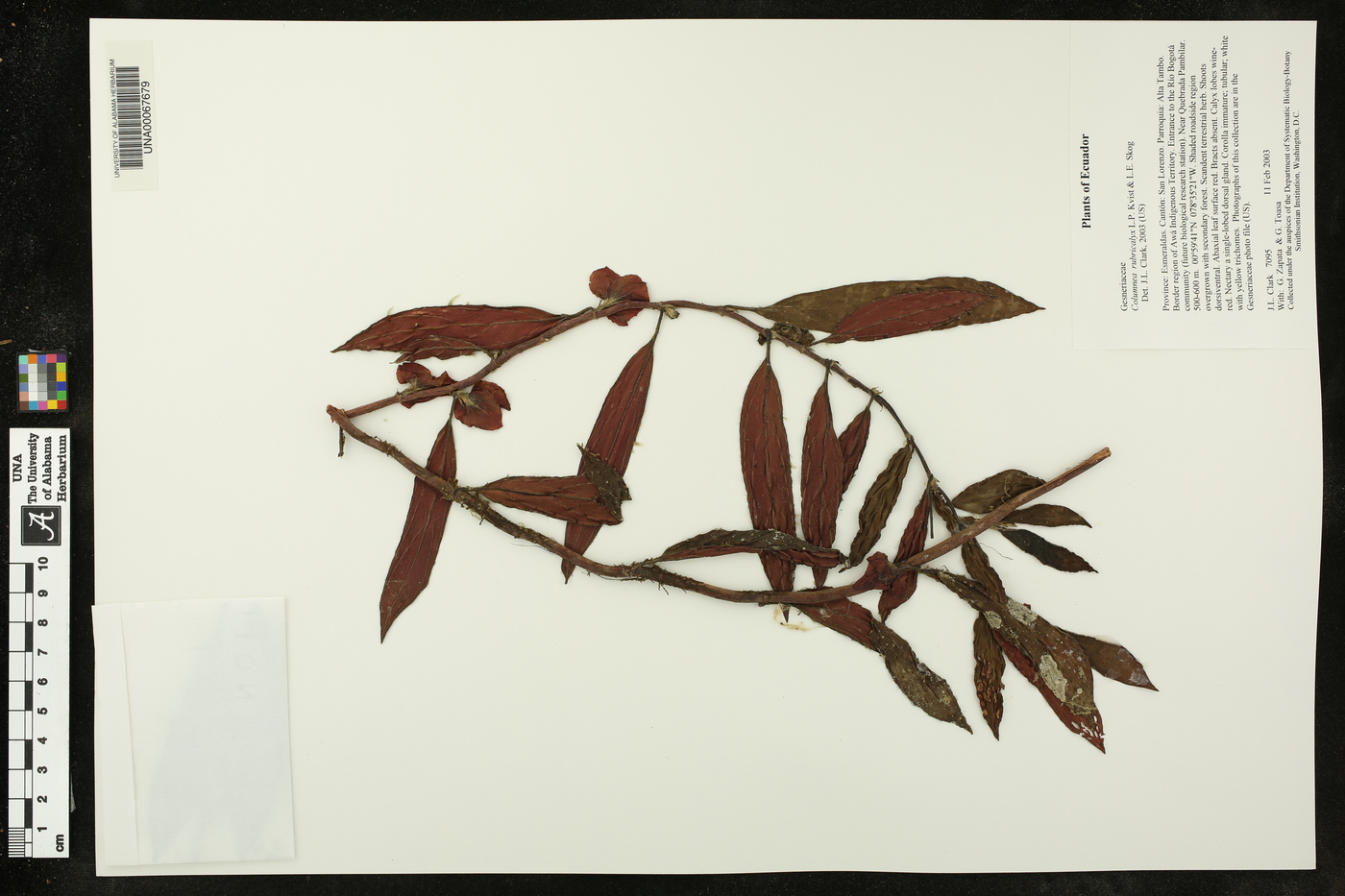Columnea rubricalyx image