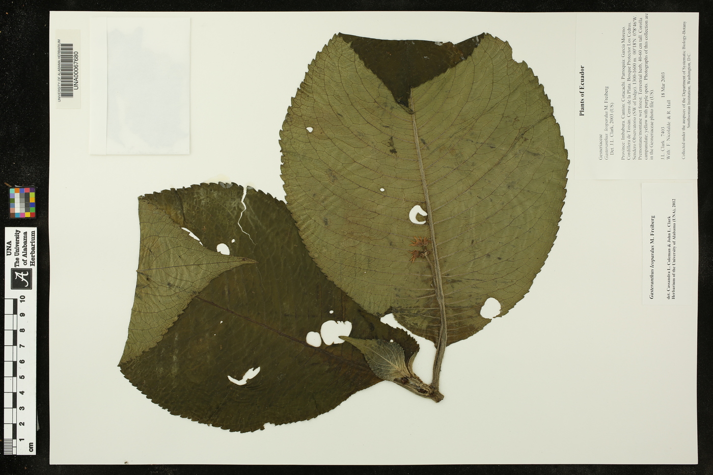 Gasteranthus leopardus image