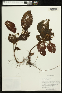 Kohleria villosa image