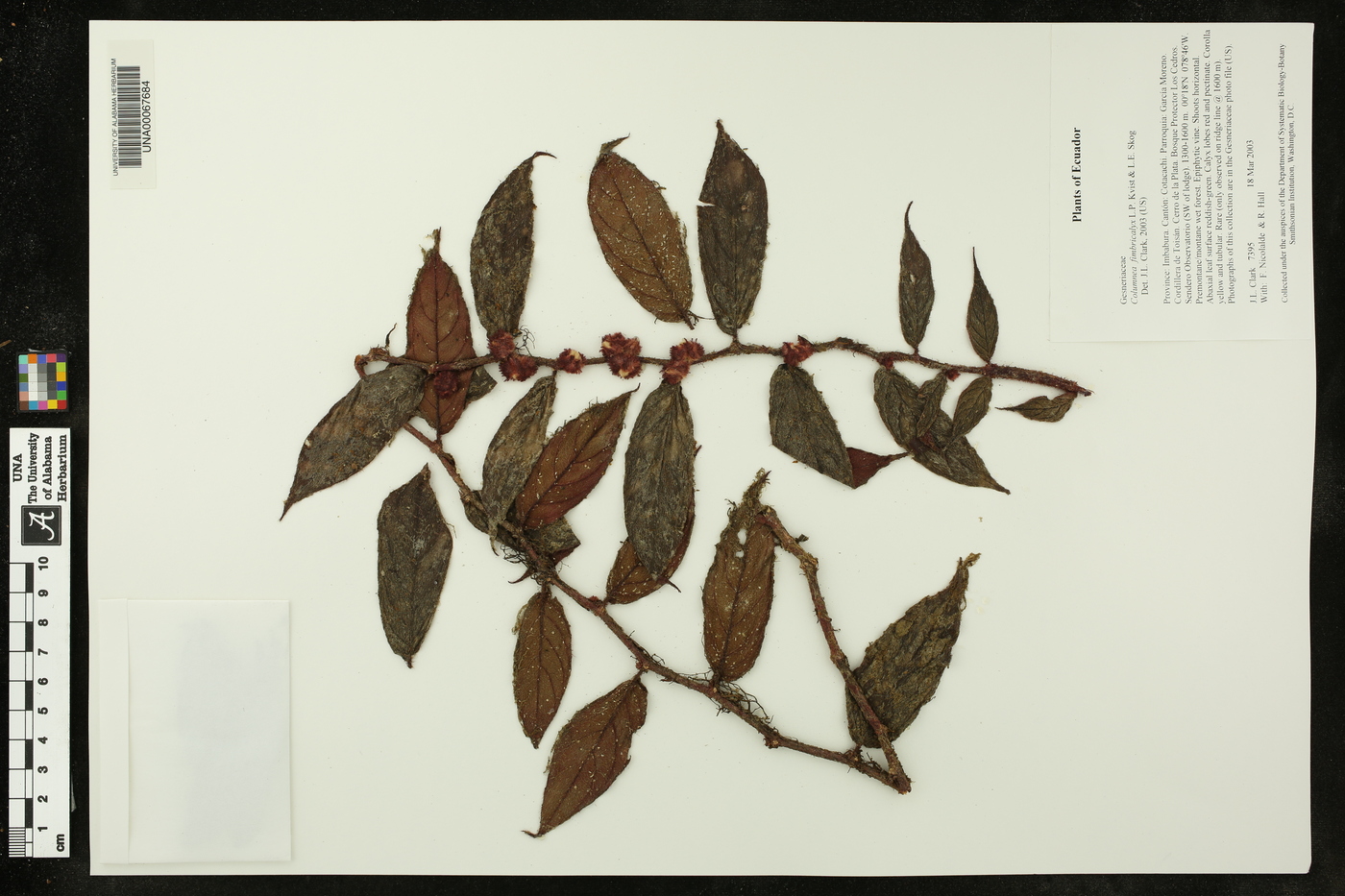 Columnea fimbricalyx image