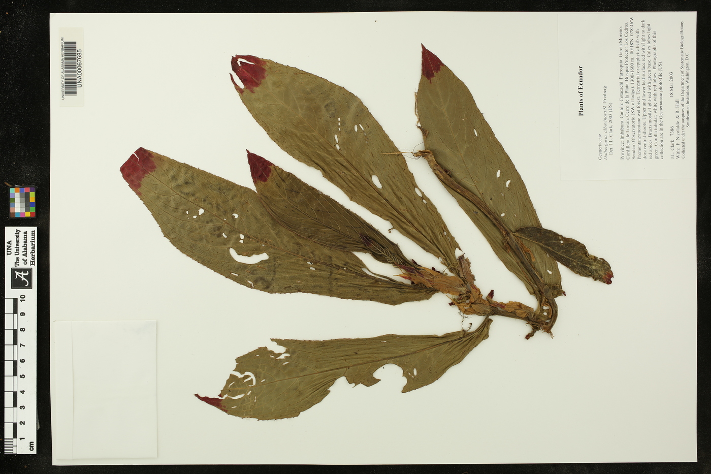 Dalbergaria albovinosa image
