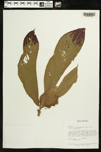 Columnea medicinalis image