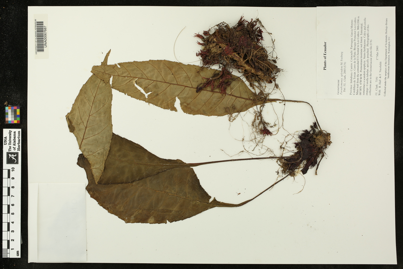 Paradrymonia splendens image