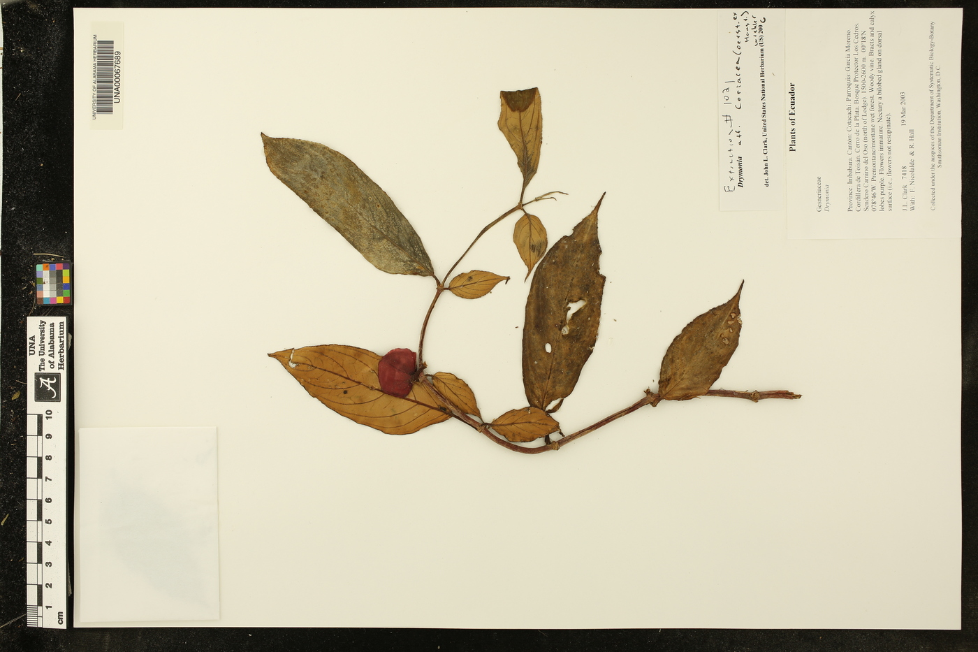 Drymonia coriacea image