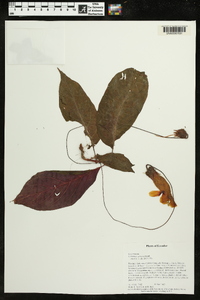 Columnea strigosa image