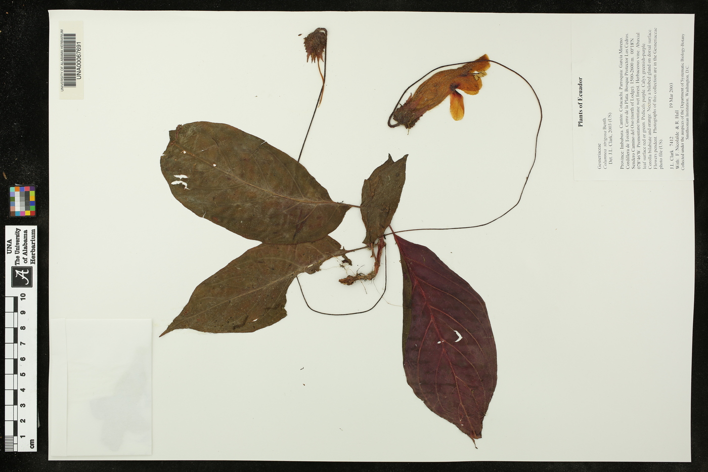 Columnea strigosa image