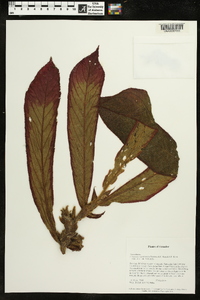 Columnea mastersonii image