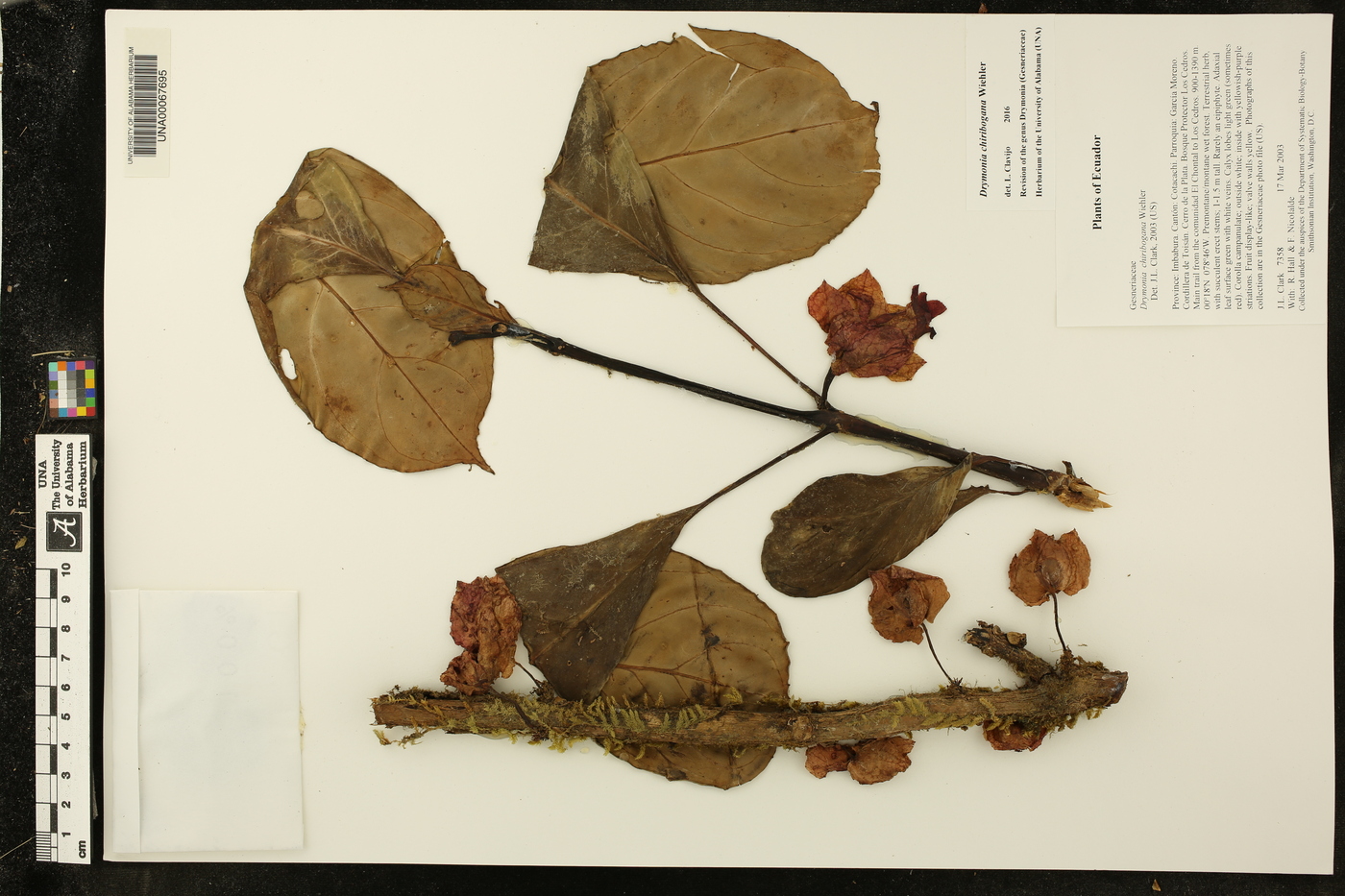 Drymonia chiribogana image