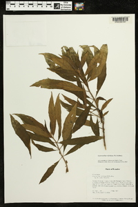 Media resource of Gasteranthus trifoliatus