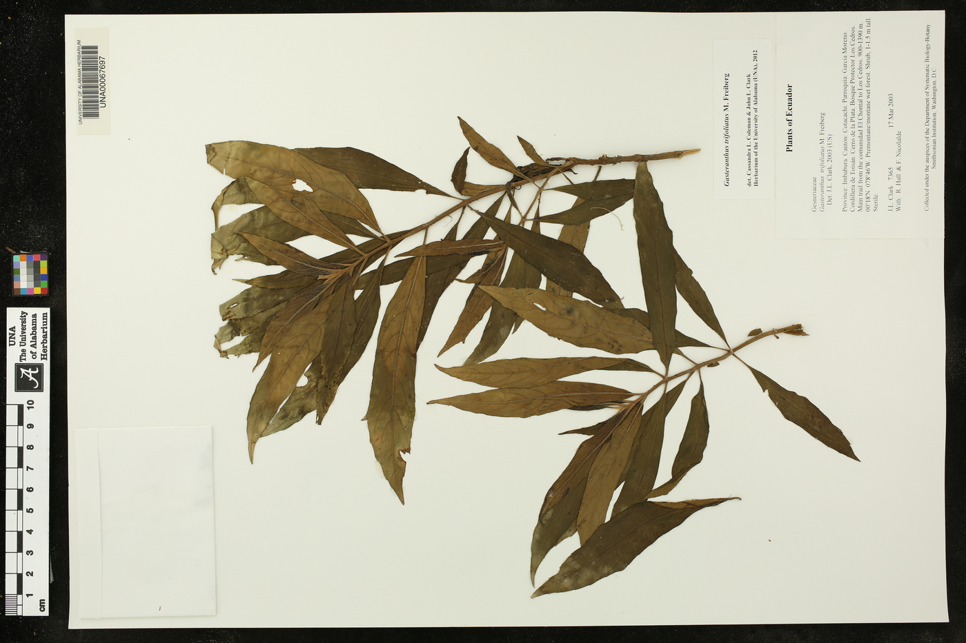 Gasteranthus trifoliatus image