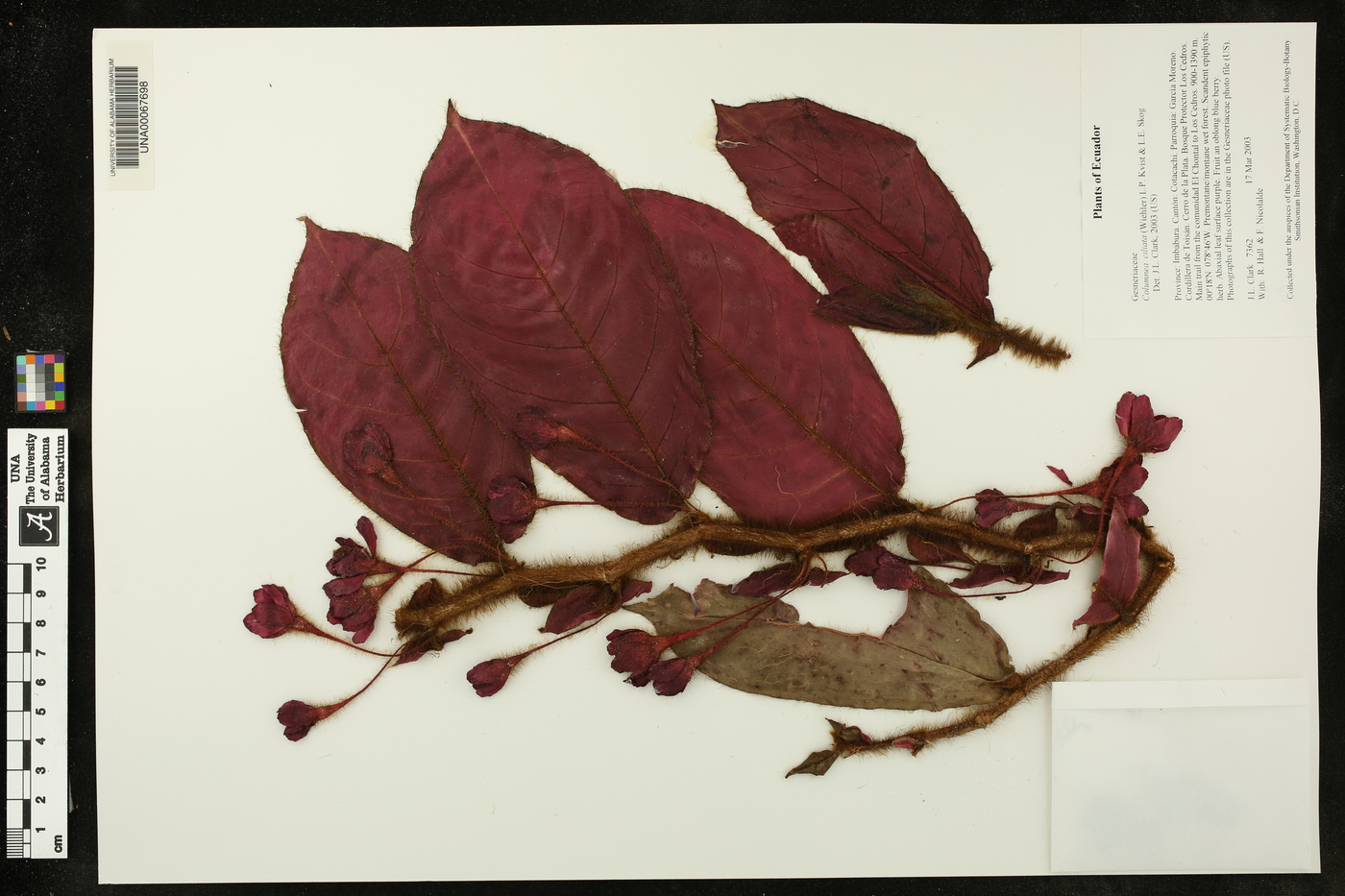 Columnea ciliata image